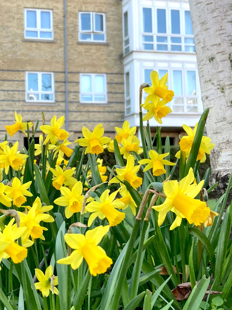 Daffodils in bloom at St. Davids Square